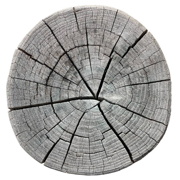istock Cross section of tree trunk isolated on white background. 2164737901