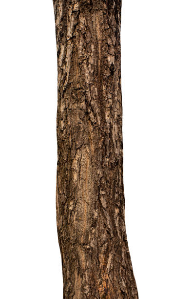 istock Trunk of a tree Isolated On White Background 2164738804