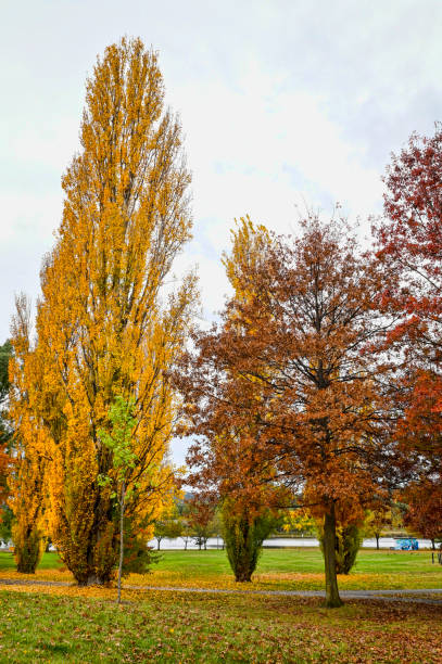 istock Nature park with trees at autumn with bright coloured leaves 2164739707
