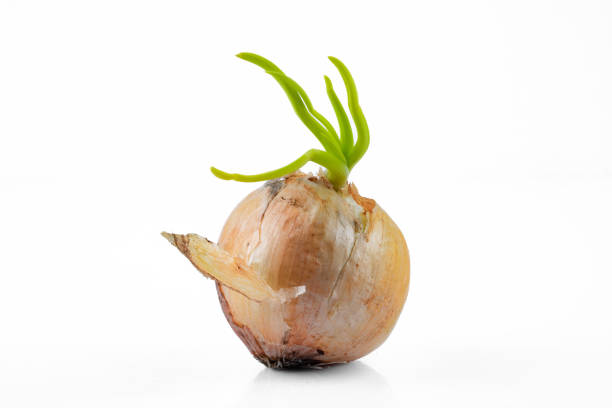 istock Yellow onion bulbs with green sprouts 2164740577
