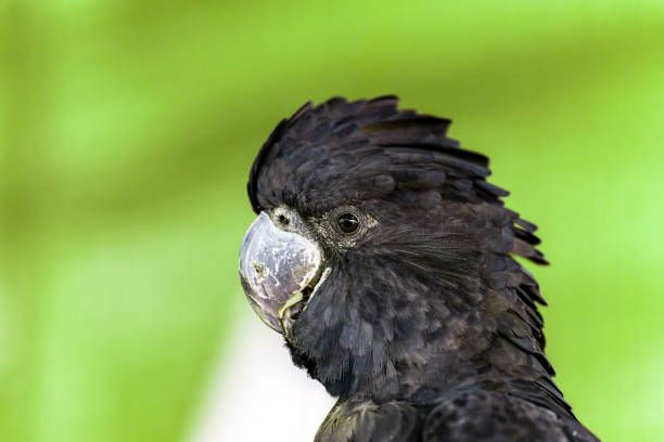 istock Portrait of a red-tailed black cockatoo 2164740904