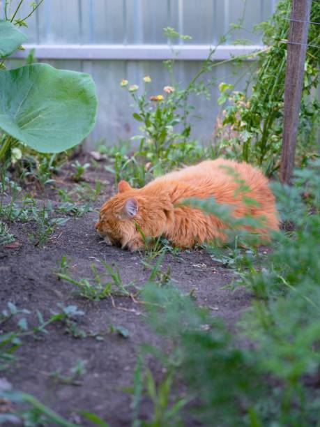 A stray ginger cat sleeping on soil in a garden