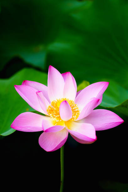 istock Chinese beauty: Pink lotus in sunlight with green leaf 2164741220