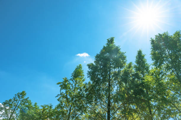 Treetops framing the sunny blue sky