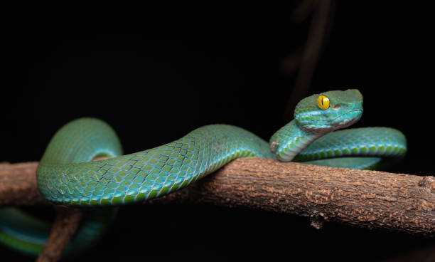 istock Large-eyed pit viper, isolated, in nature 2164742970