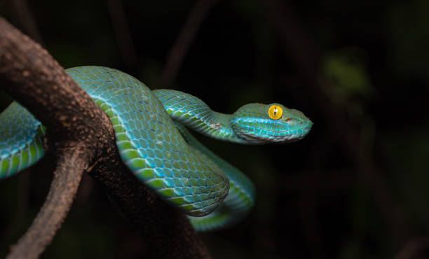 istock Large-eyed pit viper, isolated, in nature 2164742977
