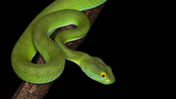 istock Large-eyed pit viper, isolated, in nature 2164743052