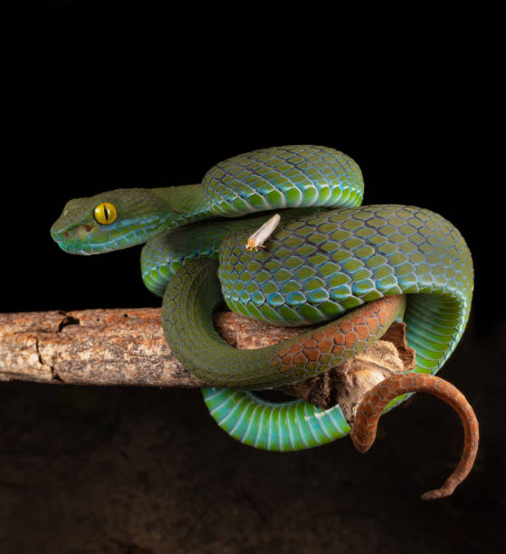 istock Large-eyed pit viper, isolated, in nature 2164743062