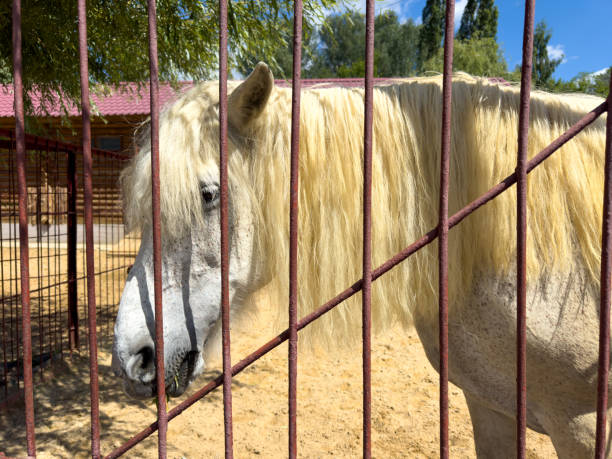 White horse behind a metal fence.