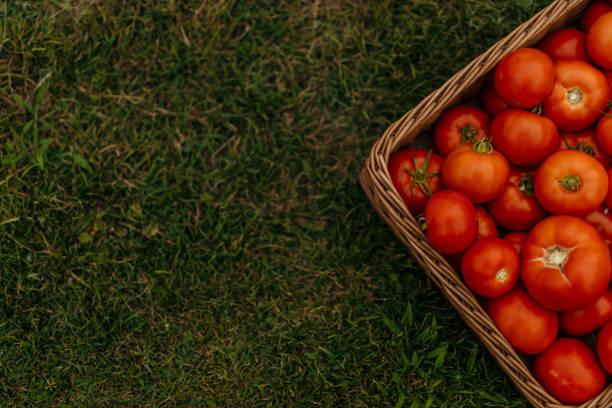 Fresh tomatoes on the grass, hight angle view