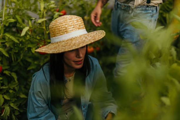A female with a hat harvesting in the greenhouse