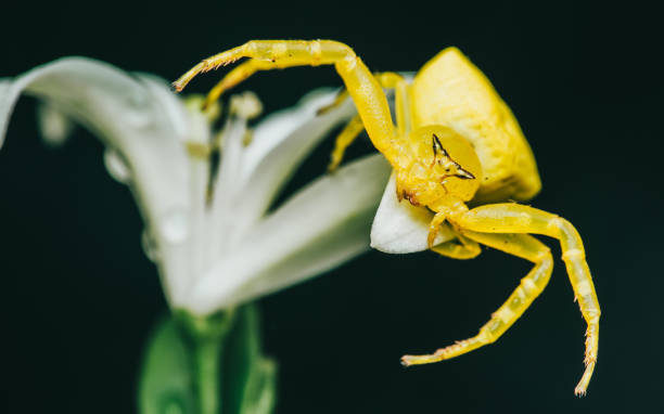 istock A yellow crab spider sitting on a white flower. 2164747153