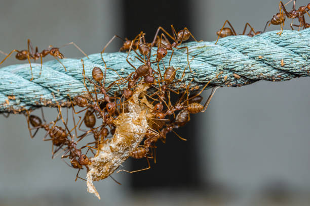 Red ants team is moving the prey, Red ants is team work, Selective focus.