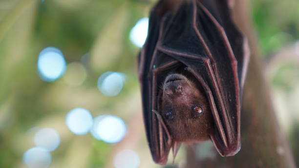 istock close up of short nosed fruit bat 2164747974