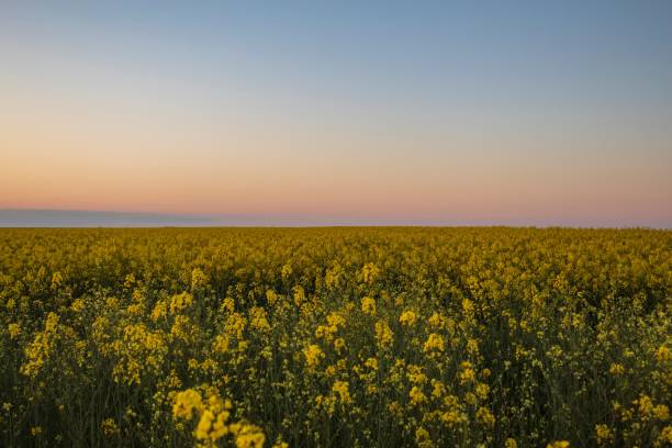 istock Landscapes -  Forest - Europe, Romania 2164748492