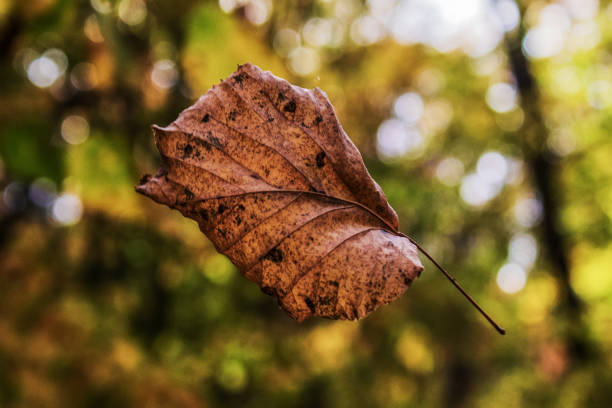 istock Landscapes -  Forest - Europe, Romania 2164748611