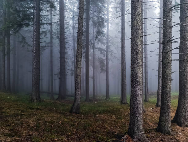 istock Landscapes -  Forest - Europe, Romania 2164748701