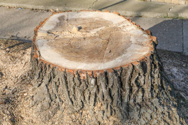 close-up view of an old stump reveals the intricate textures and weathered patterns of the wood, showcasing the natural beauty of its age and resilience.