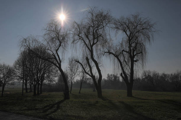 The image depicts a landscape with bare trees and sunlight shining in a clear sky. The branches of the trees are leafless, indicating a winter or early spring period. The sun is high in the sky, creating a glow with rays emanating from the center. The contrast between the dark silhouettes of the trees and the bright sky is striking, creating a dramatic effect. The background is a wide expanse of grass and low vegetation, with outlines of trees visible in the distance