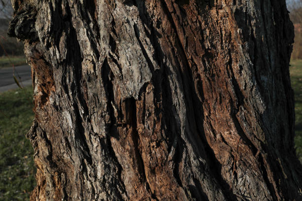 Tree bark shown in close-up reveals the intricate textures and patterns of the bark's surface. The close-up view highlights details such as the rough, rugged texture, any fissures, cracks, or patterns unique to the species of the tree. The natural color variations, including shades of brown, gray, or even hints of green or red, add depth to the appearance. The image captures the complexity of the bark, from its outer layers to any lichen or moss growing on it. The close-up perspective emphasizes the tactile quality of the bark and the natural beauty of its detailed structure, showcasing the tree's unique characteristics and its role in the ecosystem.