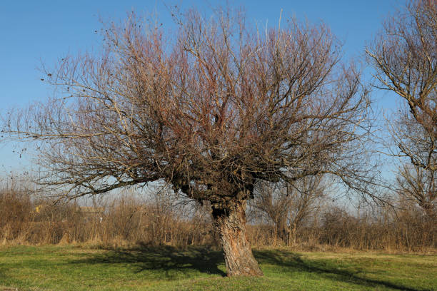 istock Leafless Trees Along a Rural Road in Early Spring 2164749925