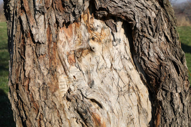 Tree bark shown in close-up reveals the intricate textures and patterns of the bark's surface. The close-up view highlights details such as the rough, rugged texture, any fissures, cracks, or patterns unique to the species of the tree. The natural color variations, including shades of brown, gray, or even hints of green or red, add depth to the appearance. The image captures the complexity of the bark, from its outer layers to any lichen or moss growing on it. The close-up perspective emphasizes the tactile quality of the bark and the natural beauty of its detailed structure, showcasing the tree's unique characteristics and its role in the ecosystem.