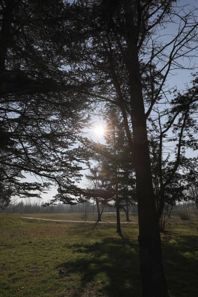 The image depicts a landscape with bare trees and sunlight shining in a clear sky. The branches of the trees are leafless, indicating a winter or early spring period. The sun is high in the sky, creating a glow with rays emanating from the center. The contrast between the dark silhouettes of the trees and the bright sky is striking, creating a dramatic effect. The background is a wide expanse of grass and low vegetation, with outlines of trees visible in the distance