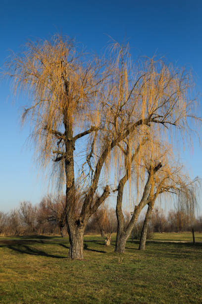 An orange willow tree with a dense network of branches provides a dramatic contrast against the clear blue sky. The trees stand in an idyllic park, providing a sense of peace and natural beauty. The low winter rays of the sun highlight the texture of the bark and branches, casting shadows that stretch across the grassy ground.