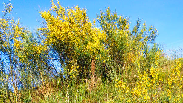 Flowering yellow broom bushes, clear sky background. Galicia, Spain.