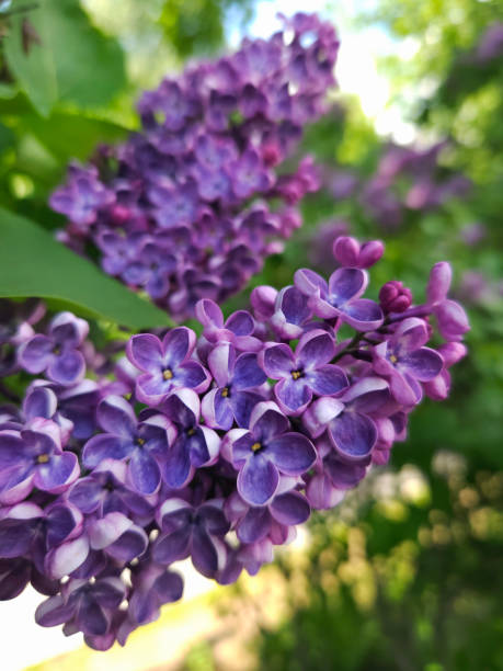 istock Lilac flowers closeup 2164751505