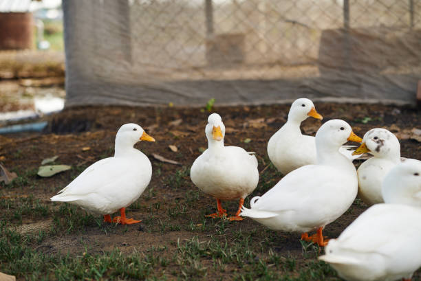 istock Flock of ducks in the farm 2164754081