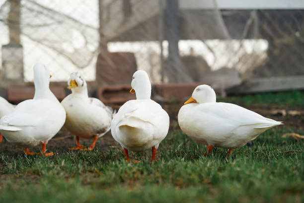 istock Flock of ducks in the farm 2164754082