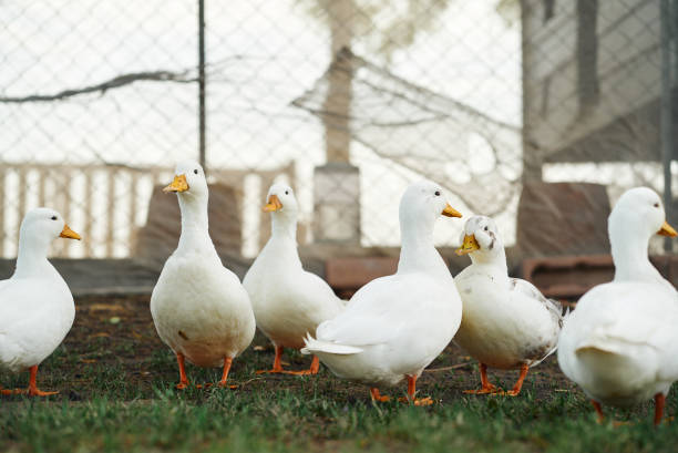 istock Flock of ducks in the farm 2164754084