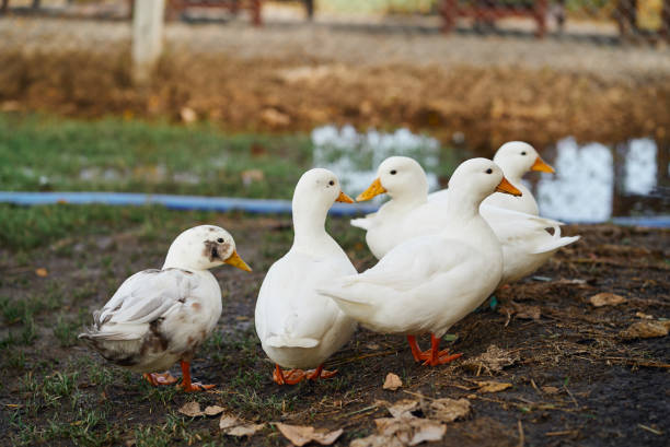 istock Flock of ducks in the farm 2164754126