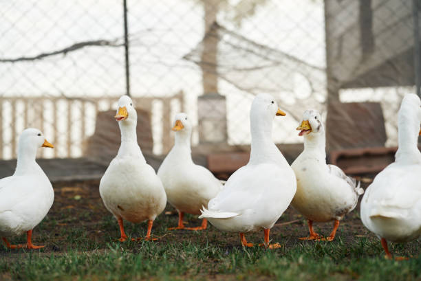 istock Flock of ducks in the farm 2164754158