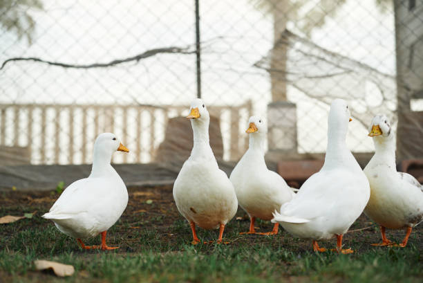 istock Flock of ducks in the farm 2164754160
