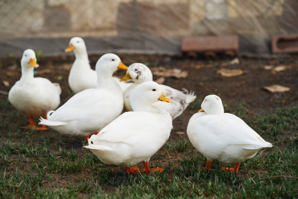 istock Flock of ducks in the farm 2164754166