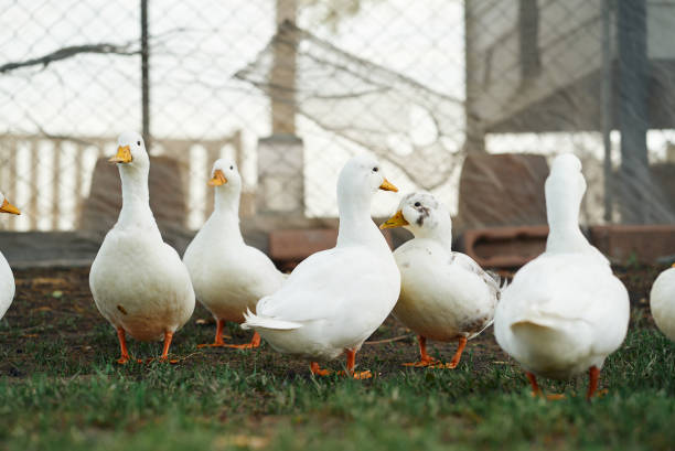istock Flock of ducks in the farm 2164754167