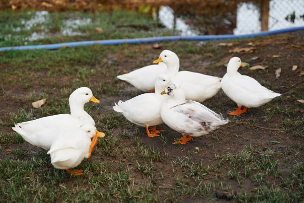 istock Flock of ducks in the farm 2164754169