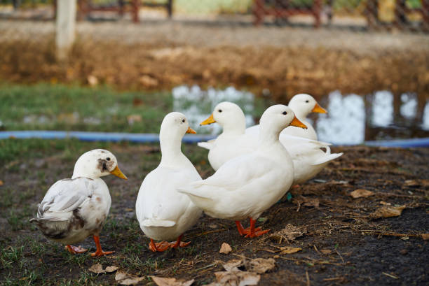 istock Flock of ducks in the farm 2164754175