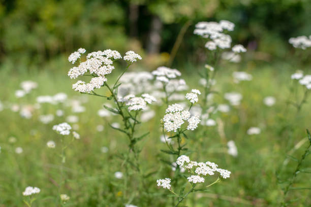 A soft-focus view of delicate white wildflowers growing in a natural meadow. The thin stems and small clustered blooms stand out gently against a muted green background. The image conveys a calm, airy atmosphere and highlights the subtle beauty of untouched nature.