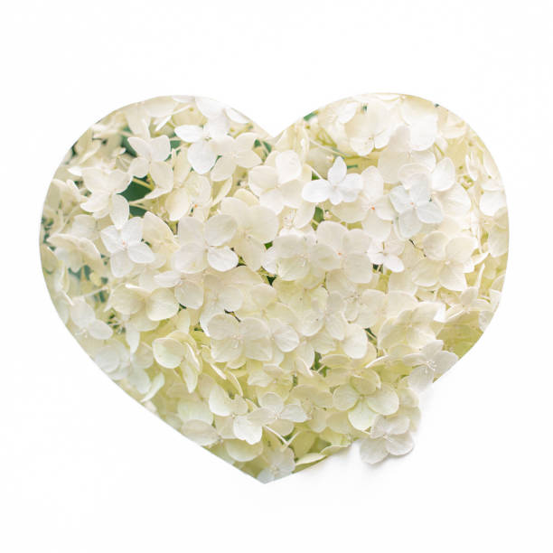 Heart shape made from white hydrangea flowers in paper stencil