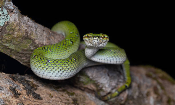 istock Wagler's temple viper 2164758968