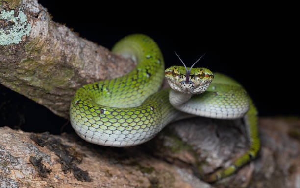 istock Wagler's temple viper 2164758993