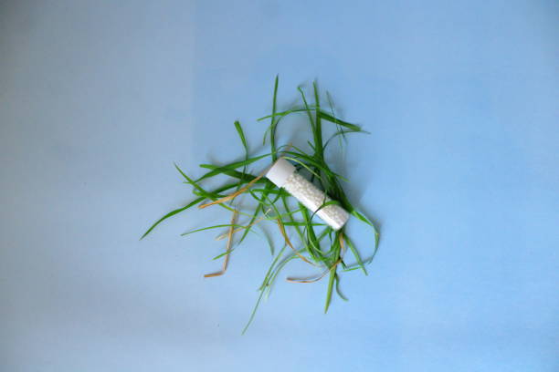 Homoeopathy medicine, healthcare and nature. Homoeopathy is connected with nature. Homoeopathy concept photography by using bottle, pills and grass leaves. rajkot india stock pictures, royalty-free photos & images