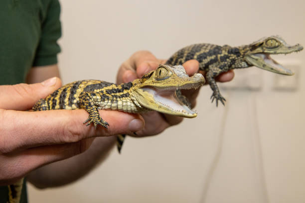istock Two small baby crocodiles being held by a trainer 2164763645