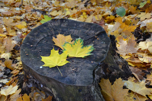 a tree stump with yellow maple leaves on it