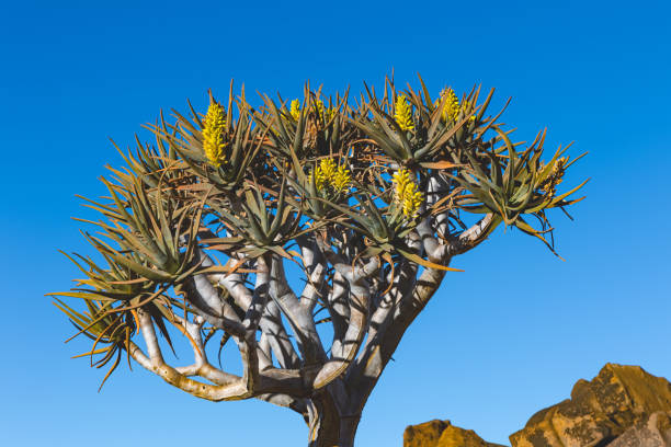 istock A Quiver tree is blooming with yellow flower, Giant's Playground 2164764912