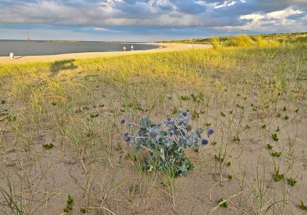 Sea grass and plants on sand dunes at Race Point Beach, tip of peninsula, Provincetown, Cape Cod, MA