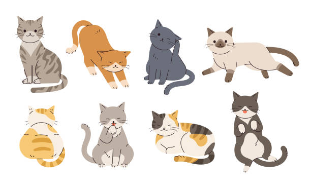 Sleeping cat, sitting cat, playing cat, etc.